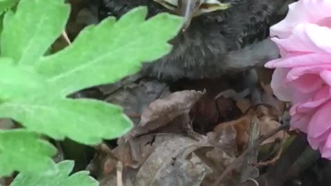 BABY BIRD Was lost and couldn’t fly