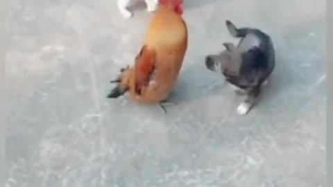 Viral fight chicken with dog