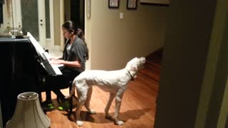 Dog Howls Along With Piano Playing Teen