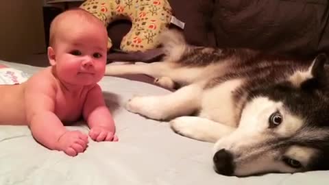 Husky gives loving embrace to new baby additiohhhjnb