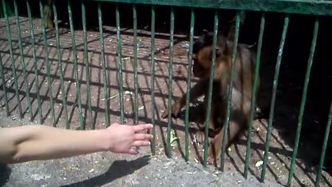 Monkeys at zoo shake hands with visitors