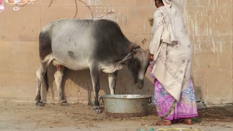 Woman giving food to cow standing by a wall in Varanasi