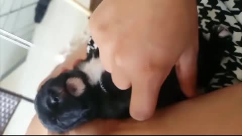 This lil pupper sleeping is the cutest thing you will see today!