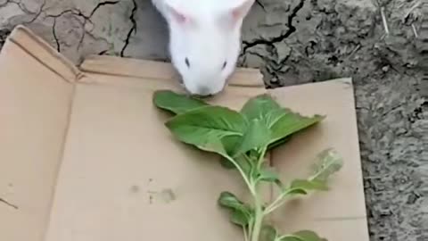 Funny animal