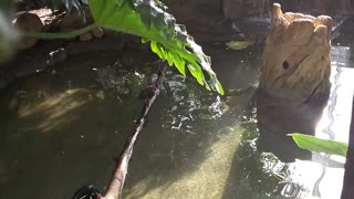 Slow Motion Bird With Fish