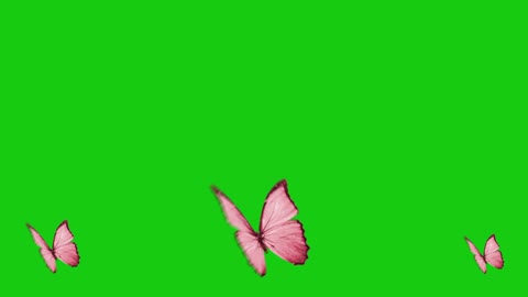 Butterfly Gree Screen
