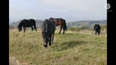 Beautiful black horse short