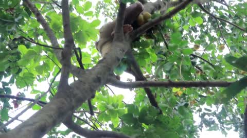 Adventure in forest - Find Fruit In The Jungle - Eating santol delicious