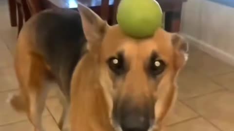 Funny dog video 2024 | How to new cat video | funny animals video | new funny animals video |