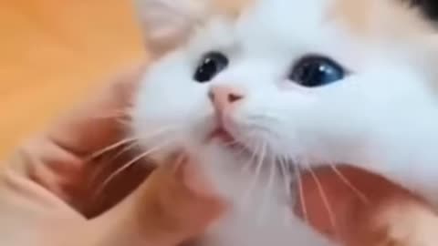 😍too much cute |cute kittens video compilation