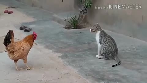 chicken vs dog and funny cat watch videos