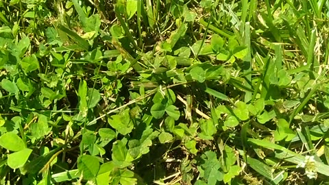 How Does "Clover" Appear In Lawn?