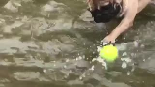 French Bulldog can't grab floating tennis ball