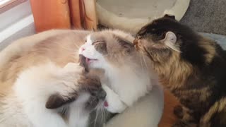 Trio of cats all give each other adorable tongue bath