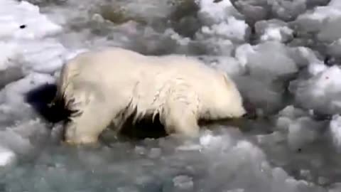 Cub polar bear swimming in the first attempt