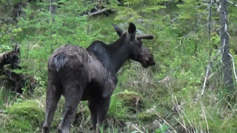 Bull Moose