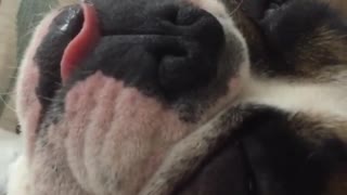 Dog sleeping and sticking tongue out