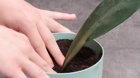 Plant propagation and other useful gardening tips!