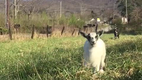 White baby goat hops across grass towards camera
