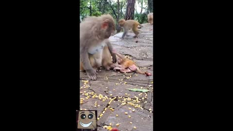 Cute baby monkey playing very fun and beautiful