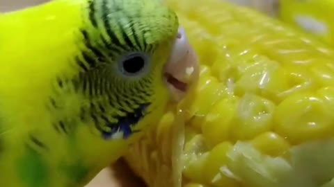 Love bird eats corn in the morning 2