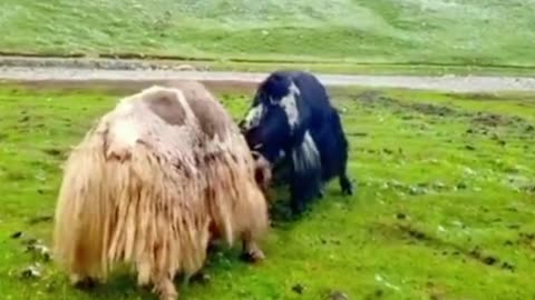 These two yaks are fighting. They're yaks, right?