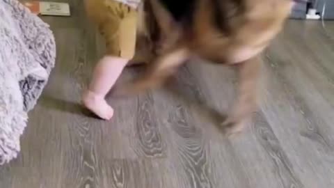 Funny baby playing with dog!