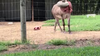 Donkey Plays with Popped Toy