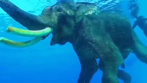 The elephant is drowning