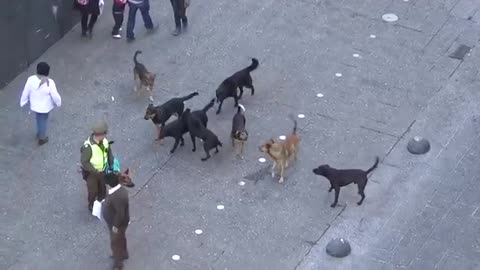 INCREDIBLE! POLICE DOG ATTACKED BY PACK OF STRAY DOGS!