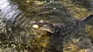 Alligator Crunches a Fish