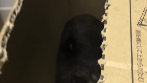 Rock Hyrax Hides in Cardboard Box