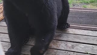 Bear With Injured Paw Waits Patiently for a Snack