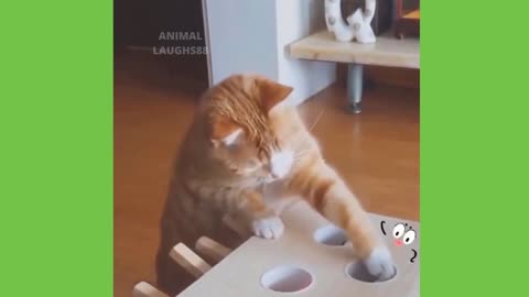 These Cats Display Their Accuracy And Smack Skills!