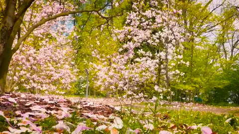 Blooming Elegance: A Mesmerizing Flower Video in Amazing Nature