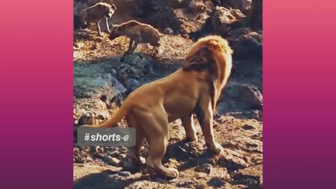 The Lion King༺༺ || Simba Roared || WhatsApp Status | Full Screen HD#shorts.