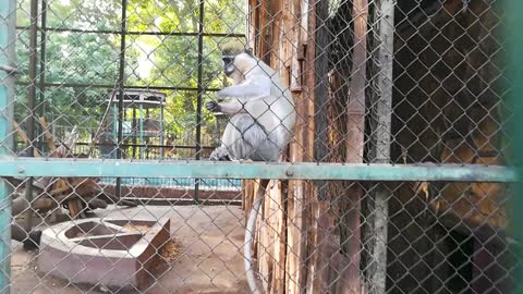 Boy Calls Out For Gray Grivet Monkey