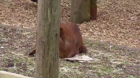 Joven orangután no para de girar