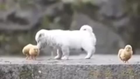 Cachorro jugando con un pollito