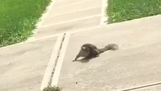 Squirrel chasing its own tail