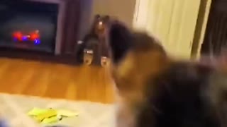 Funny pet video compilation