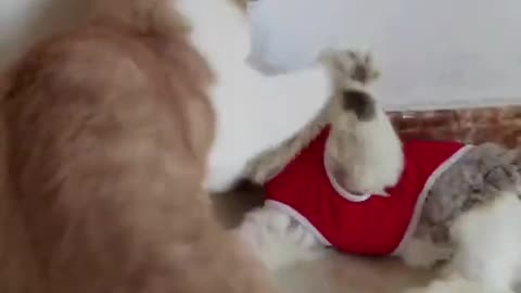 Baby😺Cat Funny Fight