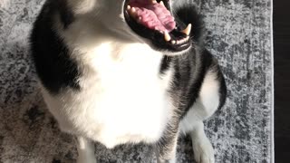 Husky Howls Back