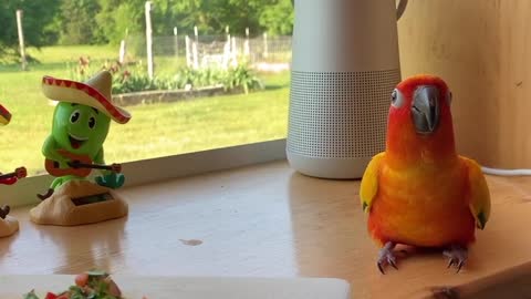 Parrot hilariously dances along with his bobblehead buddies