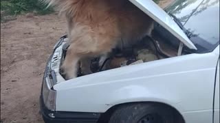 My dog tries to fix a car