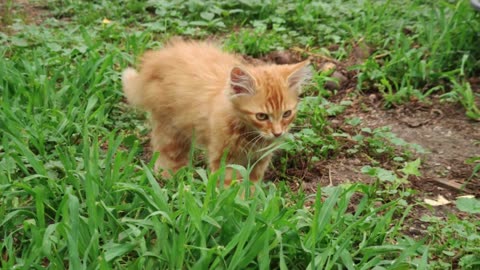 CAT and NATURE Slow motion. Ultra quality.