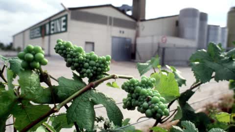 9.7.1985: Glykol-Wein-Skandal wird in Deutschland bekannt