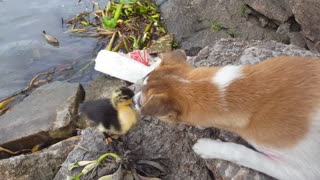 Duck and Dog Make Unlikely Friends
