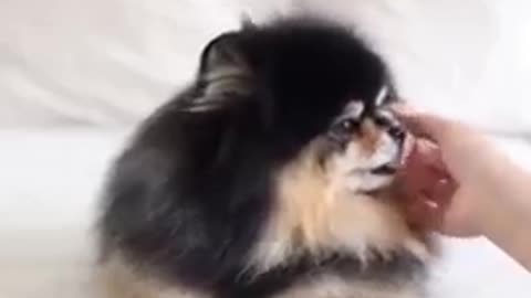 Top Funny cute dog video