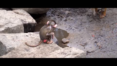 Adorable Baby Baboon Sooking